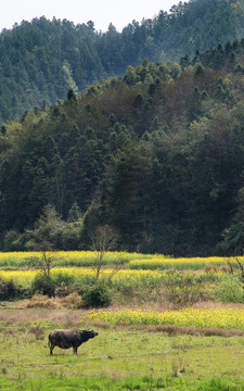 油菜花 田园