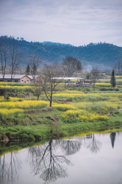 油菜花 田园