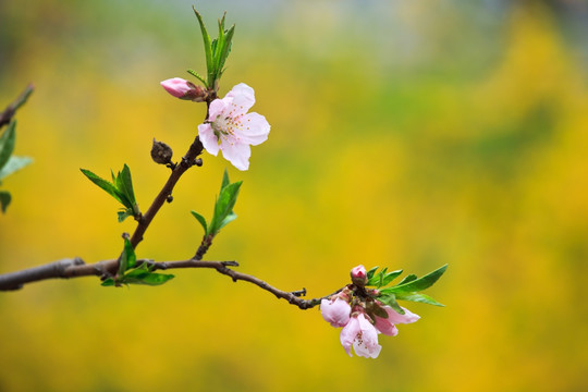 桃花