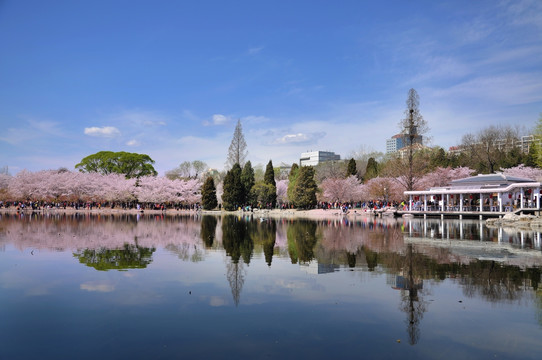 北京玉渊潭公园樱花节