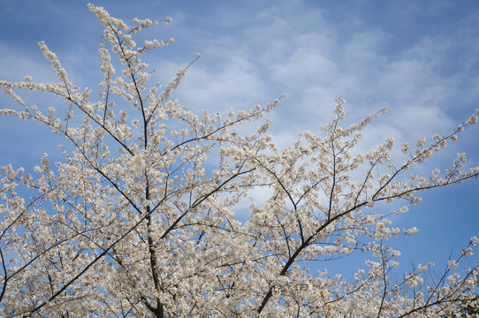 樱花