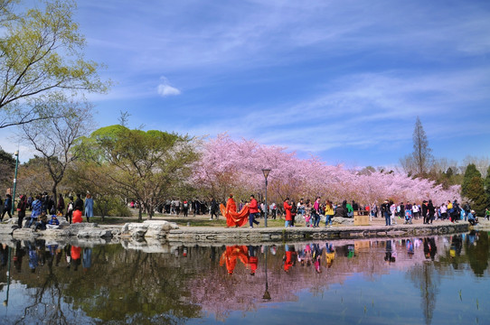 北京玉渊潭公园樱花节