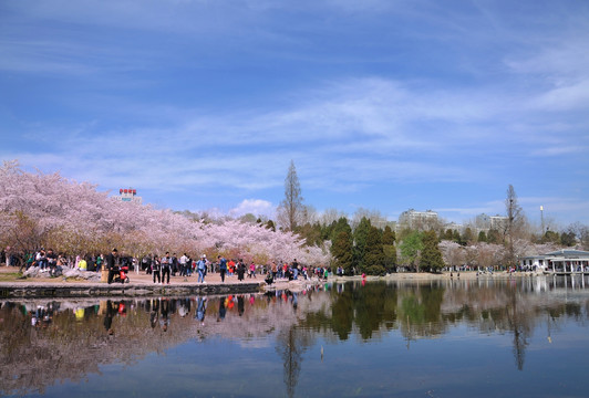 北京玉渊潭公园樱花节