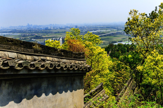 农田风景 春天绿树