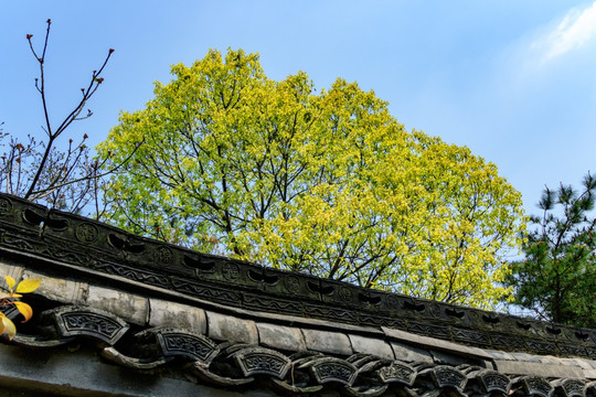 仿古灰瓦 春景