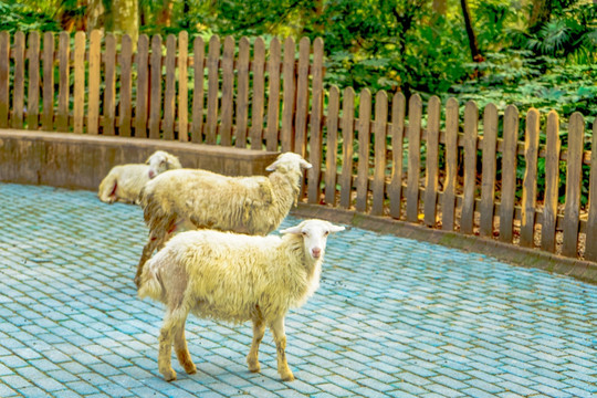 绵羊 动物 自然农场 公羊