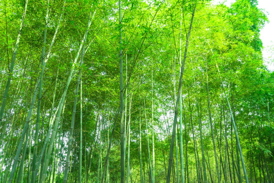 竹林风景 竹林 南山竹海 林