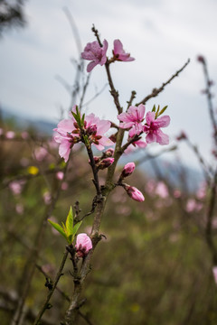 桃花素材