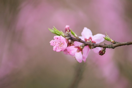 桃花特写素材