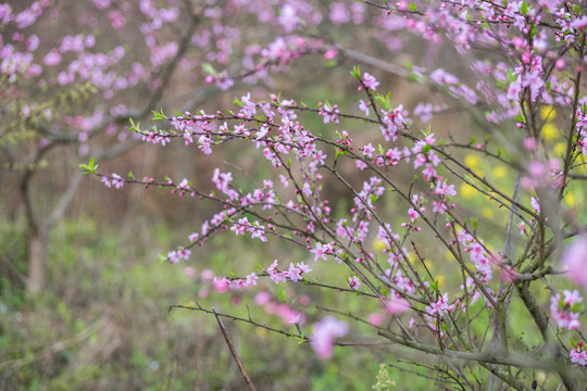 桃花源