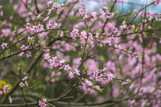 桃花素材