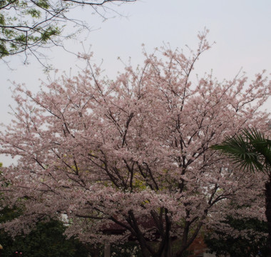 樱花树