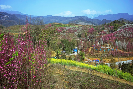 桃花满山