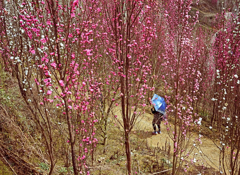 桃花满山