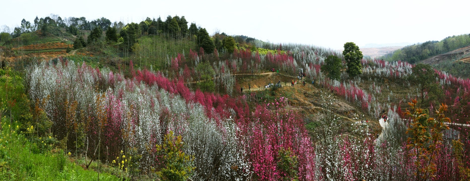 桃花满山