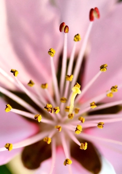 花蕊微距