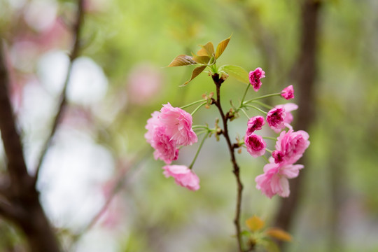 樱花