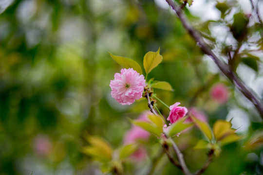 樱花