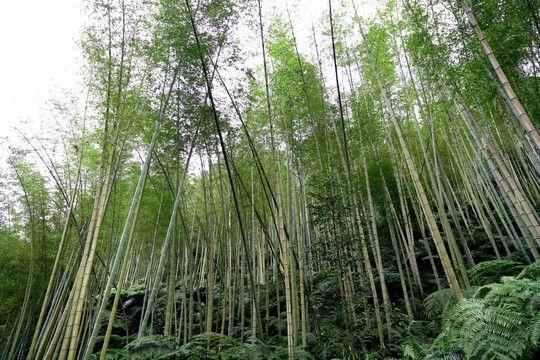 竹山 竹林