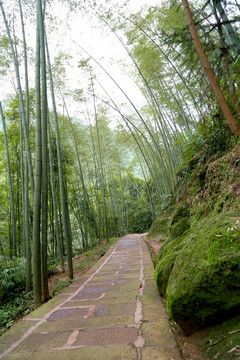 竹林小路