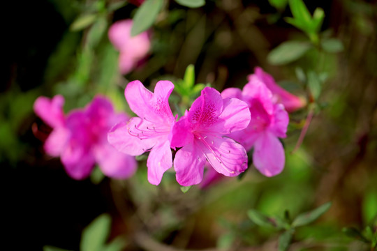 杜鹃花