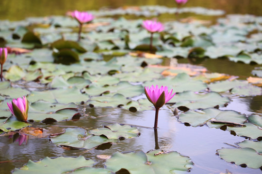 莲花池