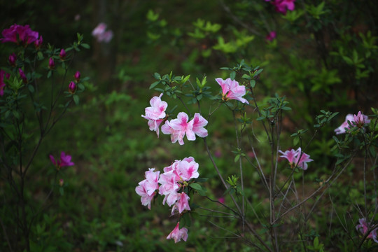 杜鹃花