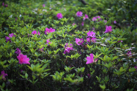 杜鹃花