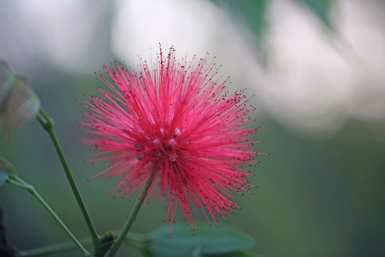 朱缨花