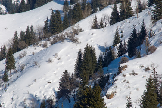 天山雪松