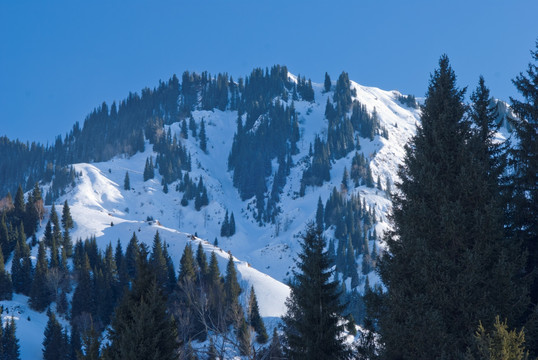 山雪