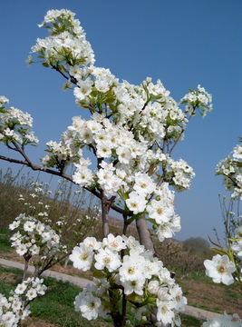 春日梨花