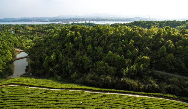 树木茂密的青龙山生态森林公园