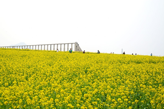 油菜花