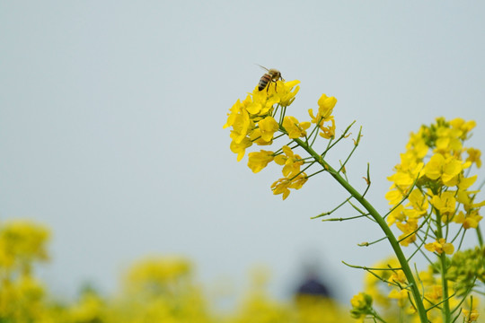 油菜花