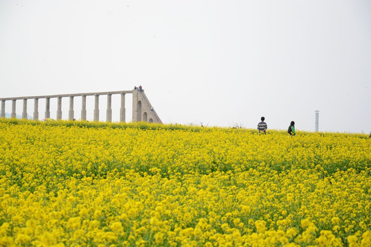 油菜花