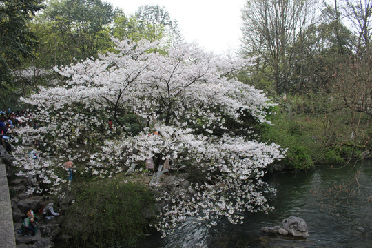 樱花