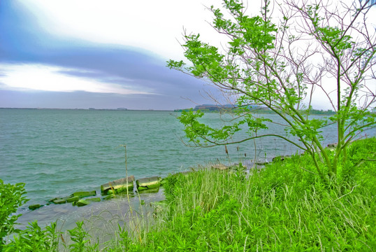 滴水湖景观 滩涂 湿地 芦苇