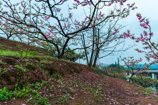 桃花节