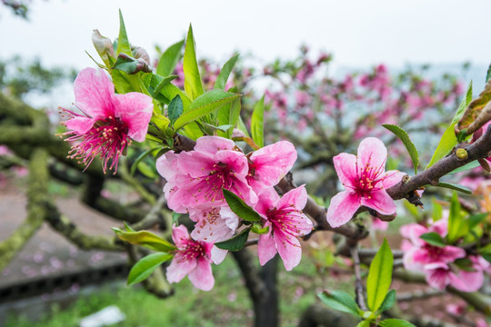 桃花