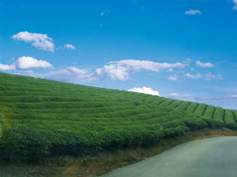 茶林 茶叶 茶场