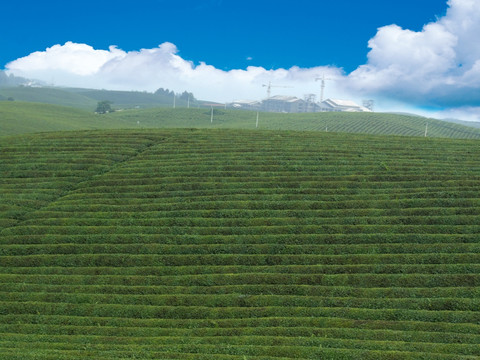 绿茶 茶叶 茶林 茶场
