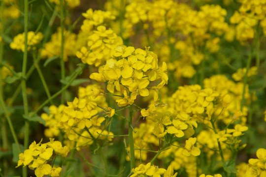 油菜花