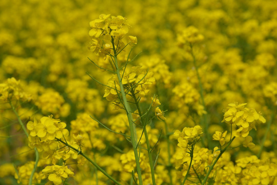 油菜花