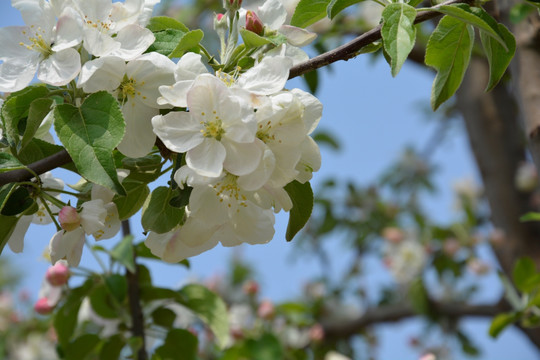 苹果花