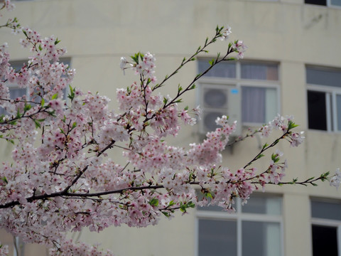 樱花