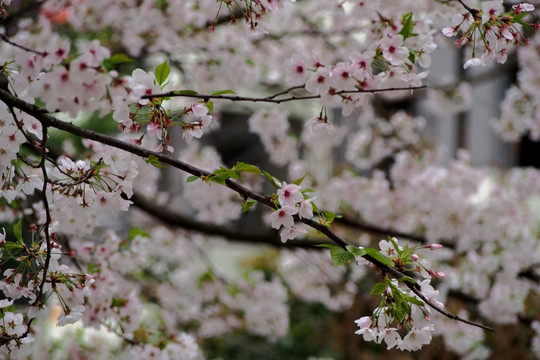 樱花