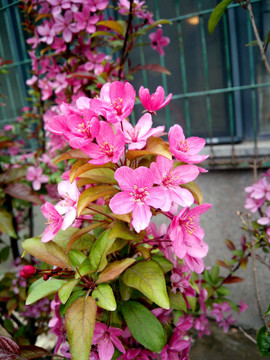 桃花 紫色花瓣 特写