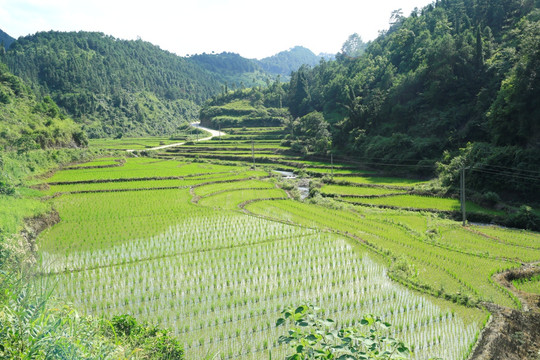 山間水田道路