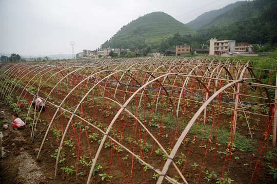 水尾葡萄素材